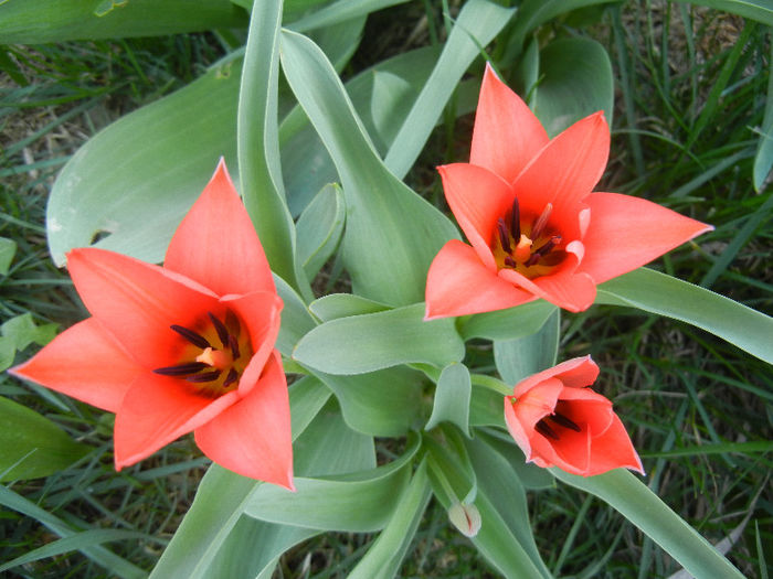 Tulipa Toronto (2013, April 10)