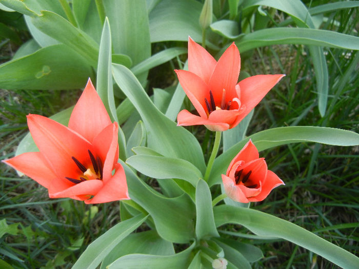 Tulipa Toronto (2013, April 10)
