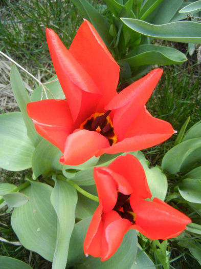Tulipa Madame Lefeber (2013, April 10) - Tulipa Madame Lefeber