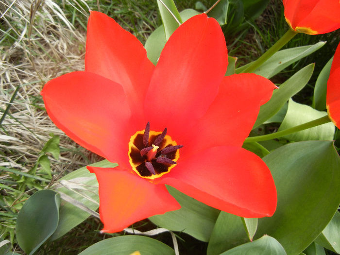 Tulipa Madame Lefeber (2013, April 10) - Tulipa Madame Lefeber