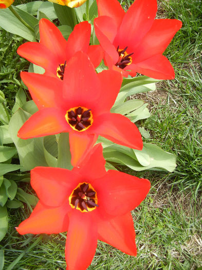 Tulipa Madame Lefeber (2013, April 10) - Tulipa Madame Lefeber