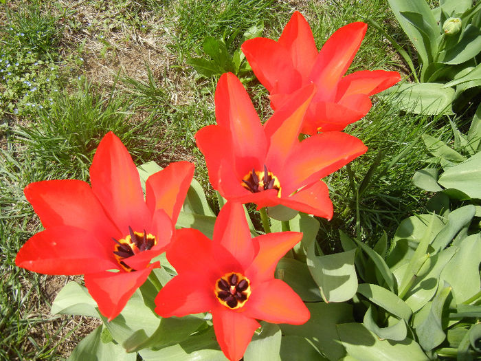 Tulipa Madame Lefeber (2013, April 10) - Tulipa Madame Lefeber