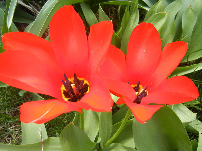 Tulipa Madame Lefeber (2013, April 10) - Tulipa Madame Lefeber