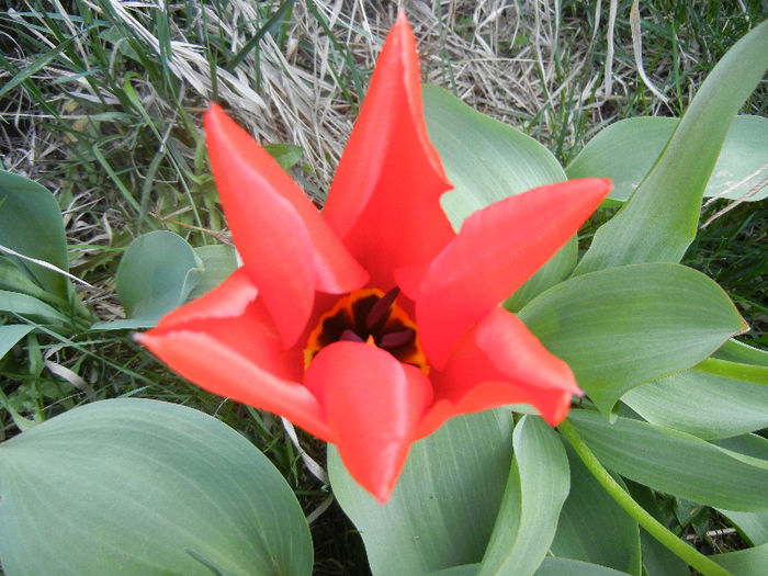 Tulipa Madame Lefeber (2013, April 10) - Tulipa Madame Lefeber