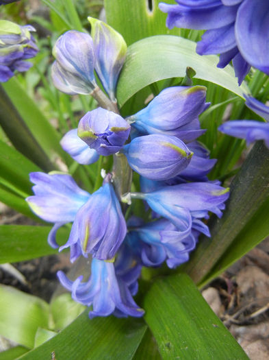 Hyacinth Isabelle (2013, April 10)