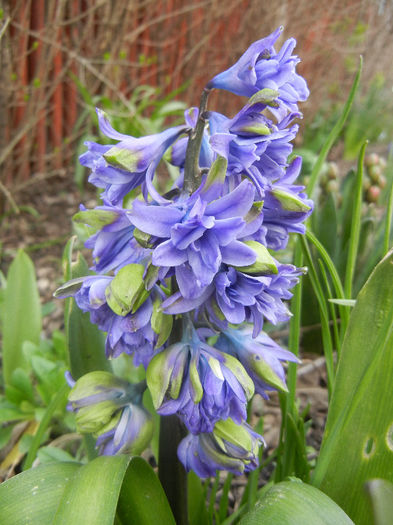 Hyacinth Isabelle (2013, April 10)