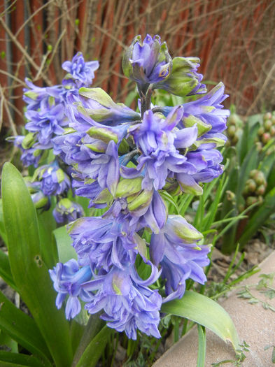 Hyacinth Isabelle (2013, April 10)