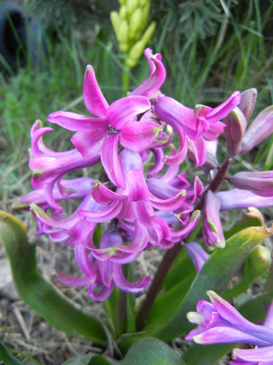 Hyacinth Amethyst (2013, April 10)