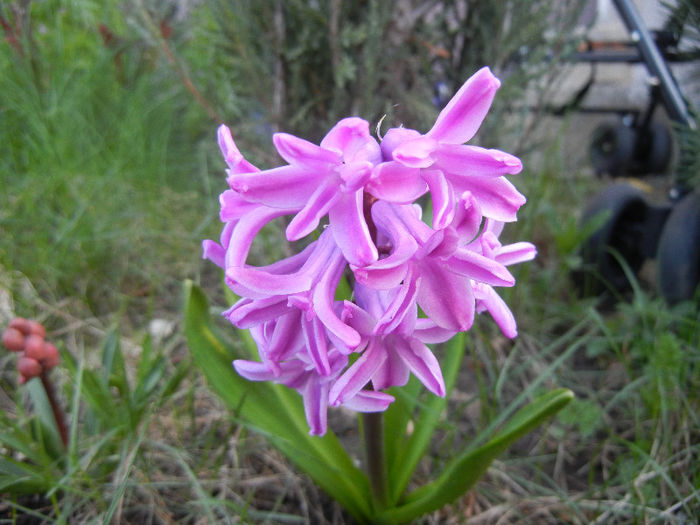 Hyacinth Splendid Cornelia (2013, Apr.10)