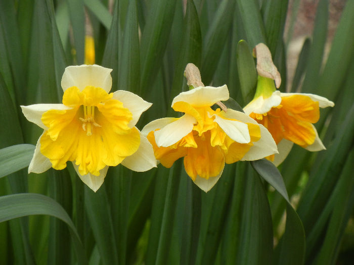 Narcissus Sovereign (2013, April 09)