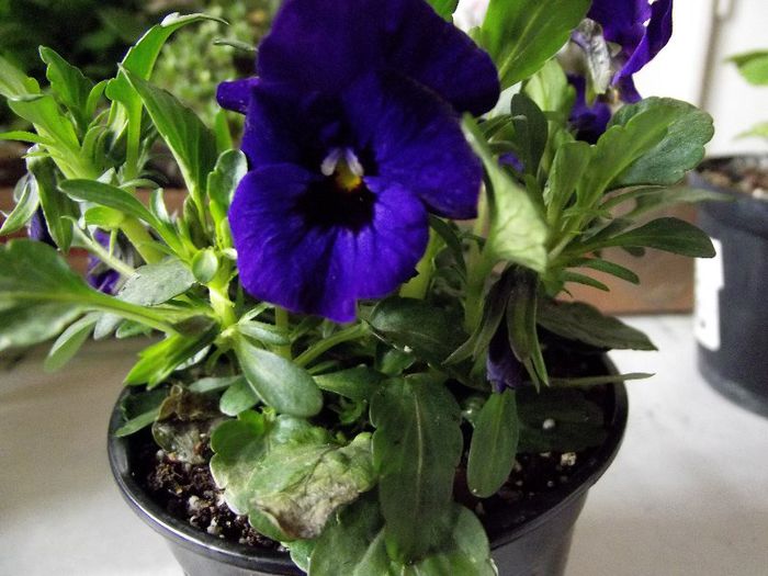 viola violet(panseluta)