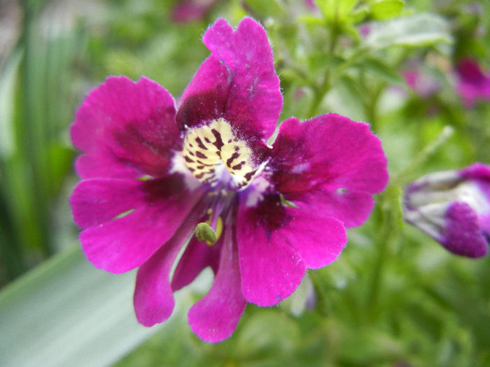 Schizanthus pinnatus Purple (`13, Apr.09)