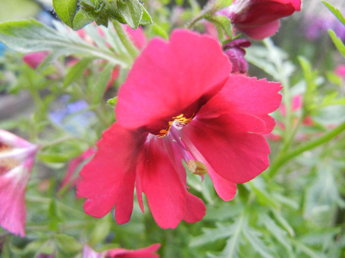 Schizanthus pinnatus Red (2013, Apr.09) - SCHIZANTHUS Pinnatus Red