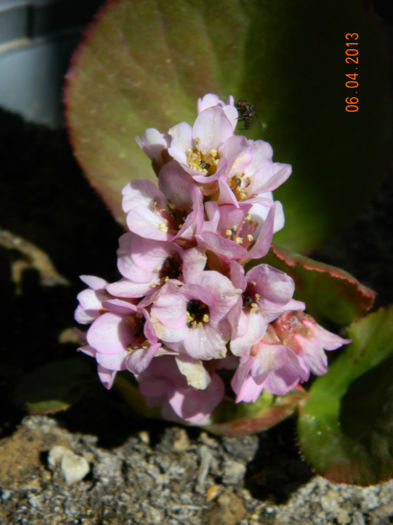 bergenia; bergenia
