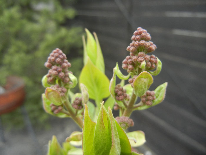 Syringa vulgaris_Lilac (2013, April 09)