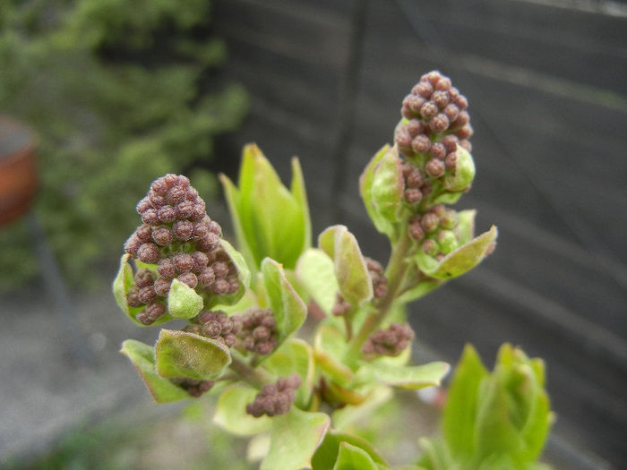 Syringa vulgaris_Lilac (2013, April 09)