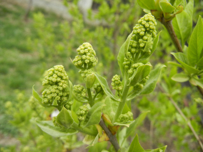 White Lilac Tree (2013, April 09) - Syringa vulgaris White