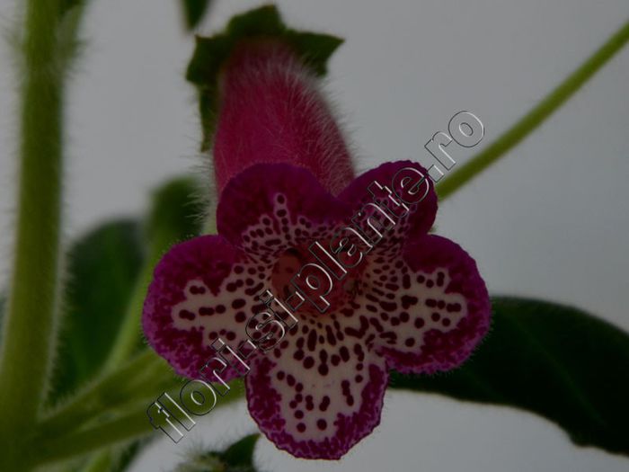 Kohleria Yf s Leah