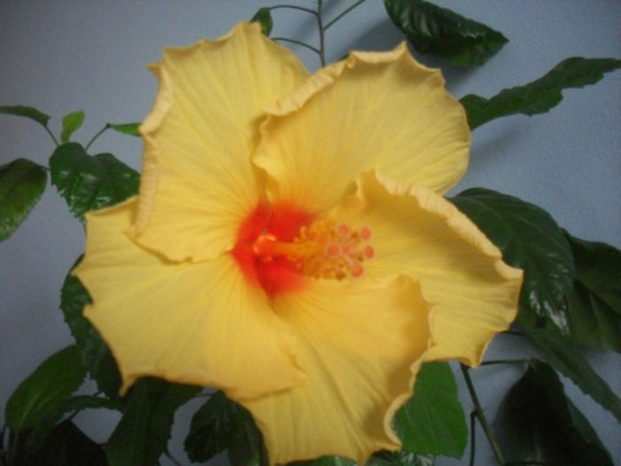 10 aprilie 2013 - HIBISCUS 2013