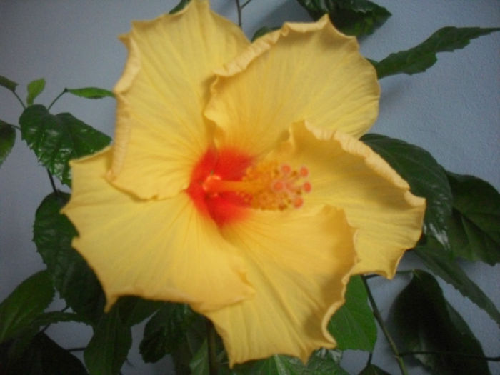 Kim - HIBISCUS 2013