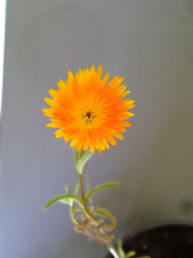 floarea unei suculente