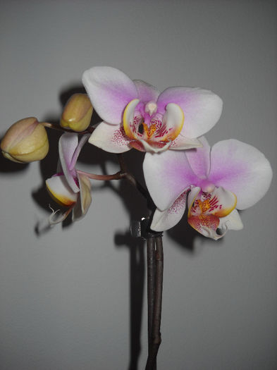 10.04.o13 - Orhideea - Phalaenopsis-Cambria