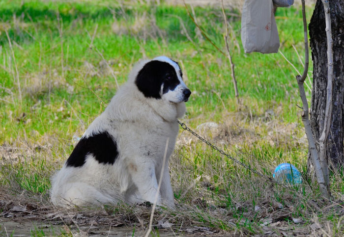 DSC_2754 - CACIB Slobozia