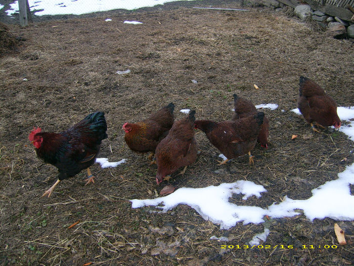 DSCI3757 - 2 Plymouth partridge 2012-2022 arhiva