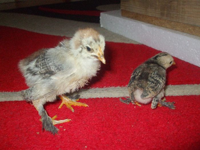 brahma si mii de flori