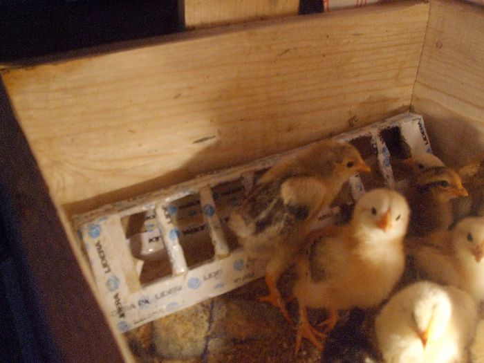 hranitoare improvizata