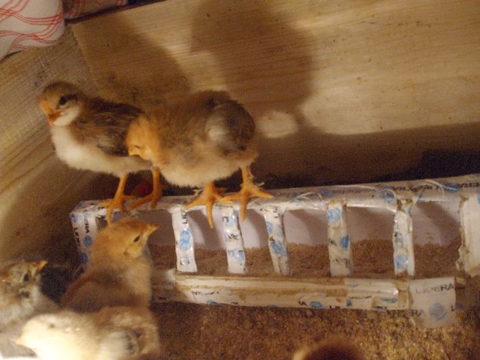 hranitoare improvizata