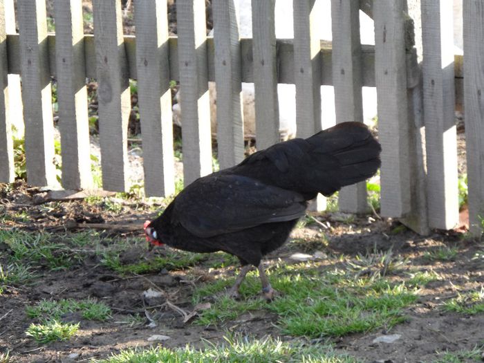 SAM_3839 - Gaina Pitica Germana Schwarz-Negru