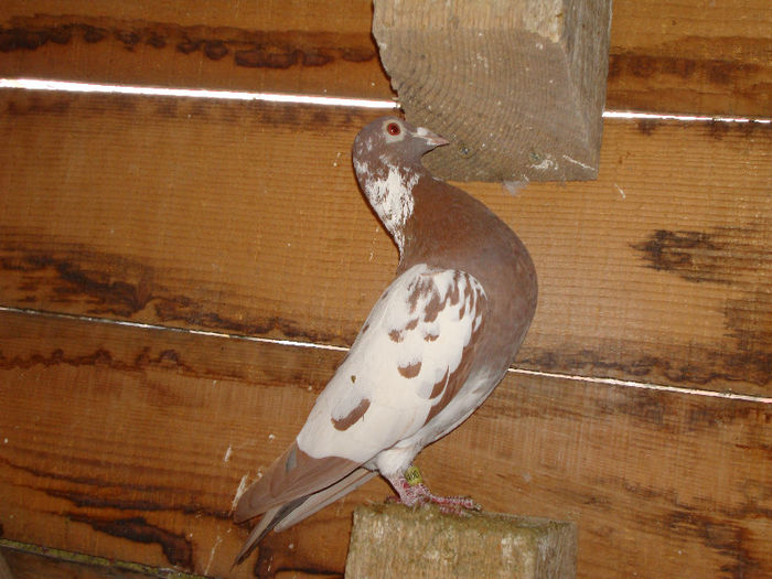 DSC09744 - meulemans