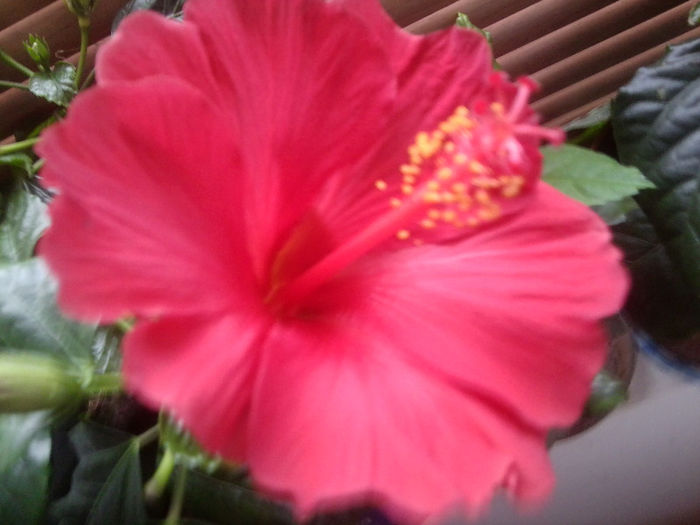 helene - hibiscusi 2o12
