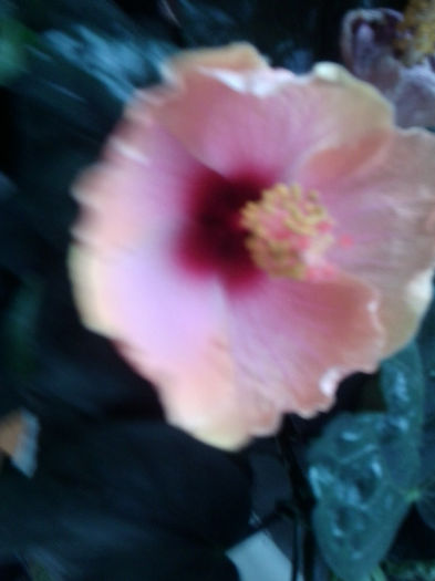 Fotografie0855 - hibiscusi 2o12