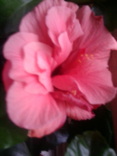 Fotografie0878 - hibiscusi 2o12