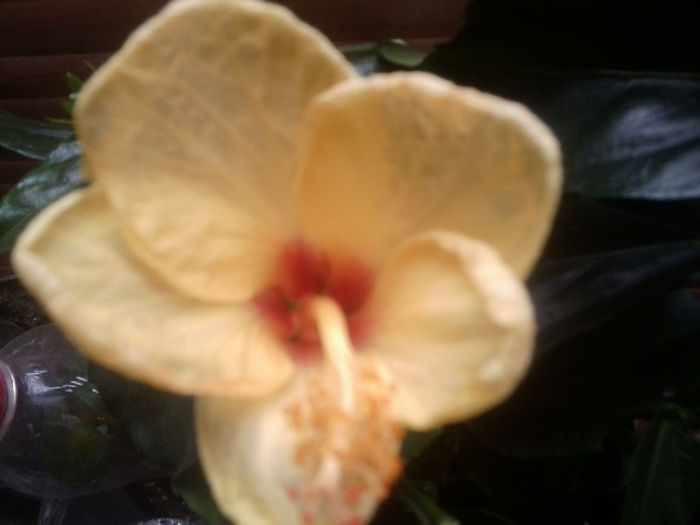 galben pal -floare mica-8 - 0000-colectia mea de hibiscusi