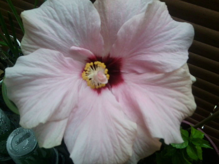 enjoy the summer-11 - 0000-colectia mea de hibiscusi