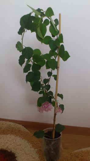 maimutica mea frumoasa - BOUGAINVILLEA