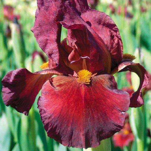 BORDO GASIT - Wish list