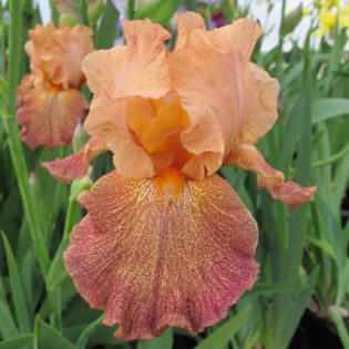 Taznian Tangerine - Wish list