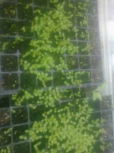 paulownia solar 10.04