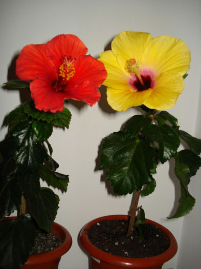 10.04.2013 - HIBISCUS 2013