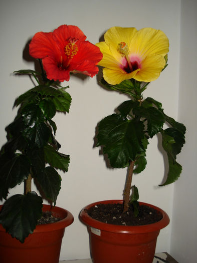 10.04.2013 - HIBISCUS 2013