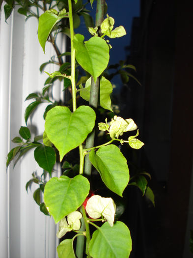 DSC06404 - FLORI 2013