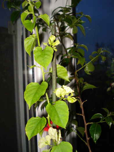 DSC06405 - FLORI 2013