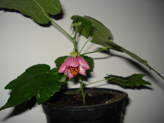 DSC06422 - FLORI 2013