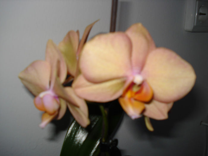DSC06385 - FLORI 2013
