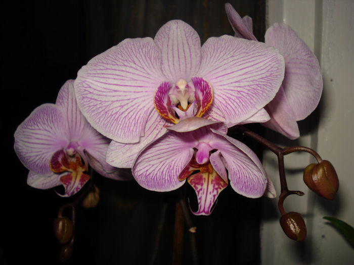 DSC06390 - FLORI 2013