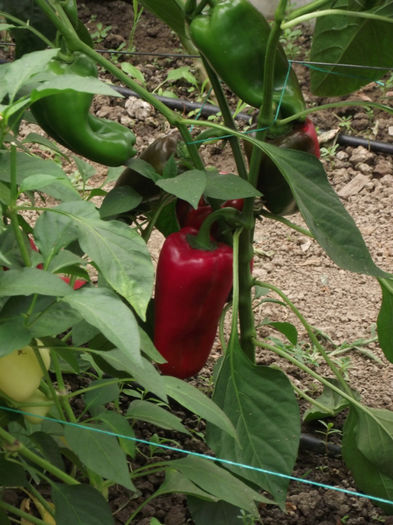 ARDEI CAPIA URECHE DE ELEFANT